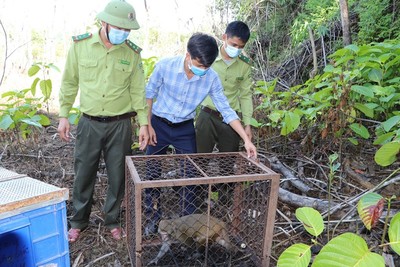 Hà Tĩnh: Vườn QG Vũ Quang thả 5 cá thể Trăn và Khỉ về môi trường