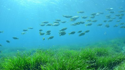 Bến đổi khí hậu: Cỏ biển - “đồng minh” đắc lực của con người kêu cứu