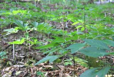 Quảng Nam: Quản lý các dự án thuê môi trường rừng trồng sâm Ngọc Linh