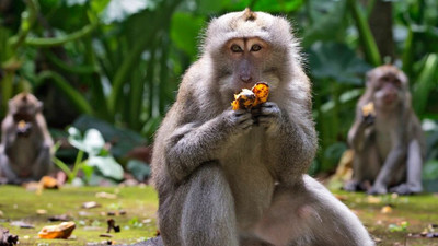 Ba Li (Indonesia): Khỉ đột kích vào nhà dân kiếm ăn