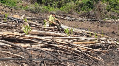 Phó Giám đốc phụ trách Ban Quản lý rừng phòng hộ Sơn Hòa bị tạm đình chỉ công tác