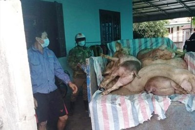 Hà Tĩnh: Dịch tả lợn Châu Phi tái xuất hiện ở huyện Nghi Xuân
