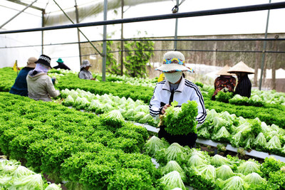 Lâm Đồng: Giải pháp để dễ tiêu thụ nông sản