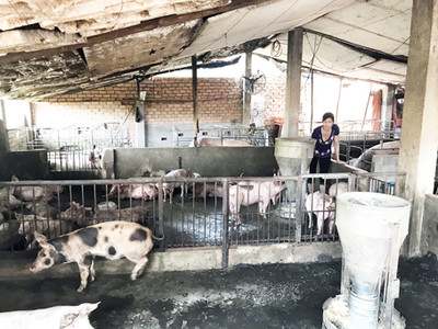 Hàng xóm chăn nuôi lợn gây mùi hôi thối cần phải làm gì?
