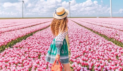 Những cánh đồng hoa tulip xứng danh 'quốc bảo' ở Hà Lan