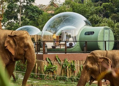 Những khách sạn cho người yêu động vật, nơi thú hoang dùng bữa cùng khách