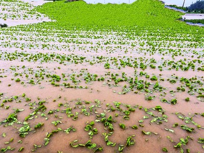Quảng Ngãi: Hàng trăm ha lúa, hoa màu bị thiệt hại