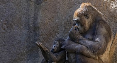 Mỹ: 13 con khỉ đột tại vườn thú Atlanta nhiễm COVID-19