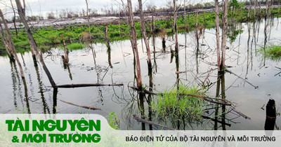 Vụ cá chết trong KCN: C.P Việt Nam - Chi nhánh Thừa Thiên Huế giải trình việc xả thải vượt quy chuẩn