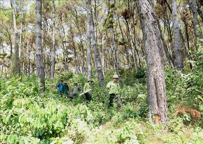 Phú Yên: Khởi tố vụ án hình sự phá rừng