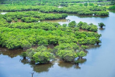 Quảng Ninh: Bảo vệ hệ sinh thái rừng ngập mặn đạt mục tiêu phát triển xanh
