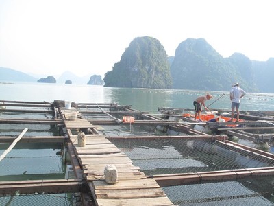 Quảng Ninh: Ngành thủy sản phát triển theo hướng bền vững, gắn với bảo vệ môi trường biển