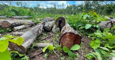 Hàng trăm lóng gỗ vô chủ nằm la liệt trong Khu Bảo tồn Voi Đắk Lắk