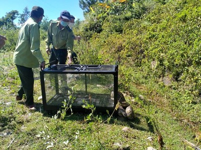 Đà Nẵng: Thả cá thể Trăn Gấm quý hiếm dài 2,5m về lại rừng tự nhiên