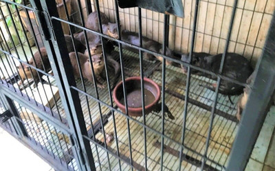 Hải Phòng: Phạt 11 năm tù đối tượng nuôi nhốt cá thể động vật hoang dã