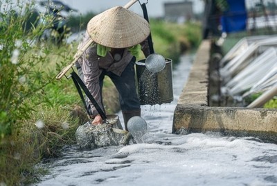 Dùng nước thải của thành phố trực tiếp tưới ruộng được không?