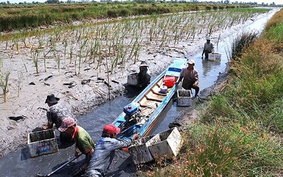 Những thách thức do biến đổi khí hậu đối với Đồng bằng Sông Cửu Long
