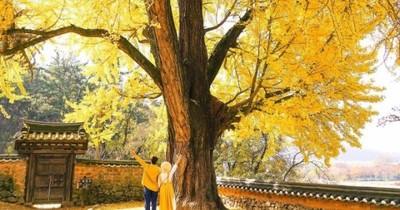 Cây ngân hạnh, loài cây tô điểm cho mùa lãng mạn tại Hàn Quốc