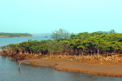 Phát huy hiệu quả vai trò của rừng ven biển trong việc phòng hộ, bảo vệ môi trường