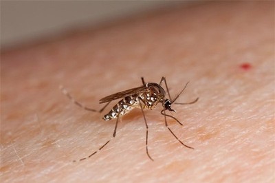 Đã có phương pháp hiệu quả tiêu diệt loài muỗi gây sốt xuất huyết