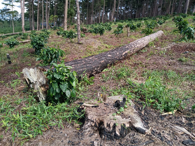 Lâm Đồng từ chối cấp phép dự án trên đất rừng phòng hộ