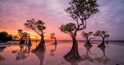 Đảo Sumba Indonesia - nơi những chiếc cây biết 'nhảy múa'