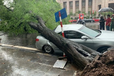 Mưa lớn khiến cây cổ thụ bật gốc đổ đè ôtô trên phố Ngô Quyền, Hà Nội