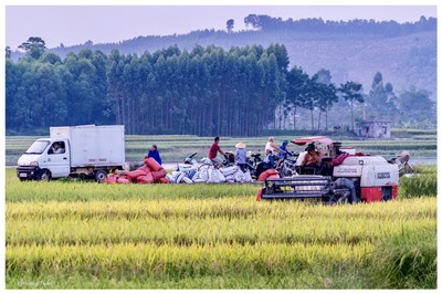 Thu hoạch lúa trên cánh đồng Thanh Mai, phường Đa Mai, TP. Bắc Giang