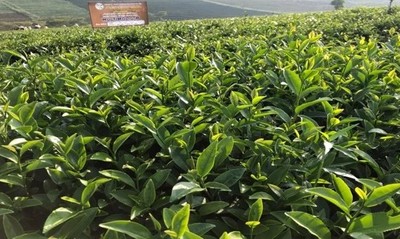 Biến lá trà già thành chất bảo quản thực phẩm
