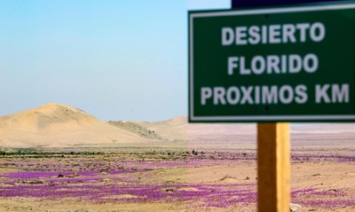 Sa mạc khô cằn nhất thế giới nở hoa