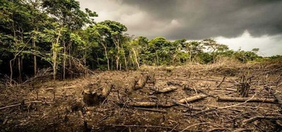 Quảng Ngãi: Xử phạt người dân phá rừng trái phép