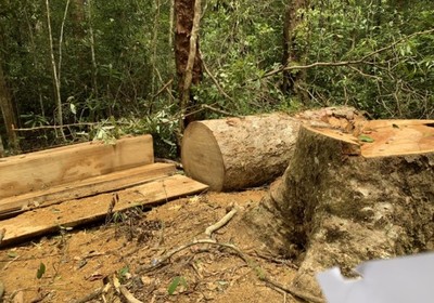 Gia Lai: Trạm trưởng Trạm bảo vệ rừng và nhân viên bị khởi tố