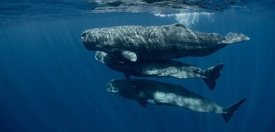 Tìm cách hiểu ngôn ngữ và giao tiếp với cá voi