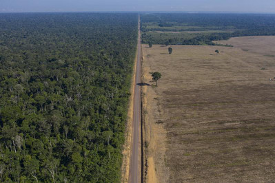 Các nước cam kết chấm dứt nạn phá rừng vào năm 2030