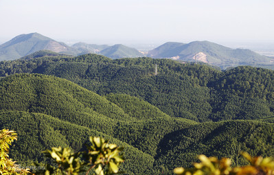 Quảng Trị: Chấp thuận chủ trương đầu tư dự án Trồng rừng nguyên liệu