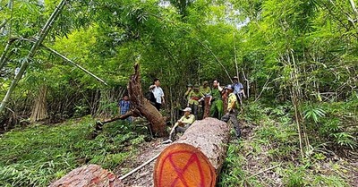 Bình Thuận: Hai cây lim xanh cổ thụ ở Khu bảo tồn thiên nhiên Núi Ông bị lâm tặc đốn hạ