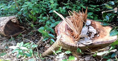 Đắk Nông: Rừng tại huyện Tuy Đức bị tàn phá nghiêm trọng!
