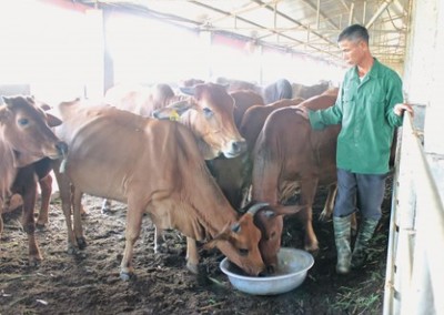 Ứng dụng chế phẩm sinh học phù hợp để xử lý môi trường trong chăn nuôi trâu, bò