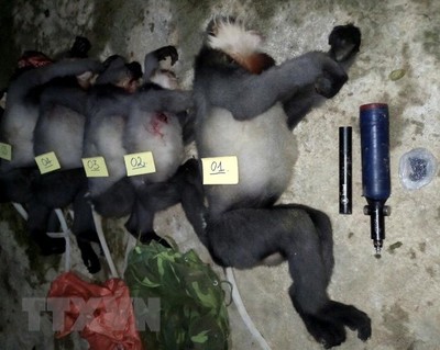 Khởi tố vụ án bắn chết 5 cá thể voọc chà vá ở Quảng Ngãi