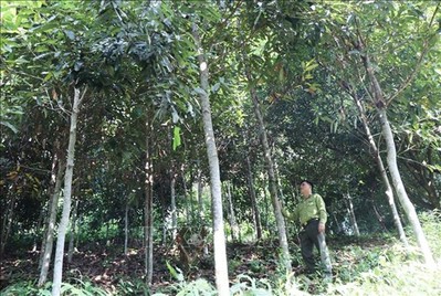 Định Hóa nâng cao chất lượng rừng
