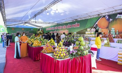 Bắc Giang: Xúc tiến tiêu thụ cam, bưởi và các nông sản chủ lực