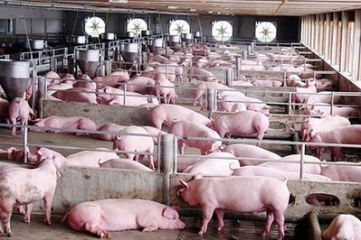 Giá lợn hơi ngày 13/11: Ba miền tiếp tục đi ngang