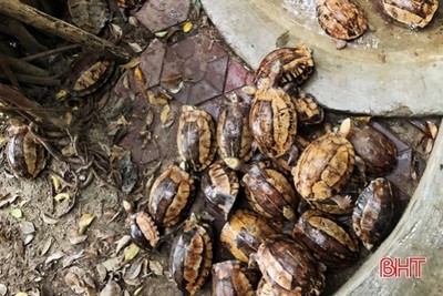 44 cá thể rùa quý hiếm được giao cho Vườn quốc gia Vũ Quang - Hà Tĩnh