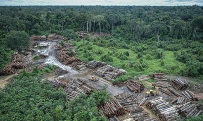 Trong tháng 10, diện tích rừng Amazon bị tàn phá tăng 5% so với cùng kỳ năm ngoái