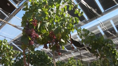 Sử dụng pin mặt trời làm mái che cho vườn cây ăn quả