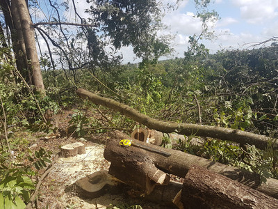 Vụ chặt 392 cây gỗ muồng đen ở Đắk Lắk: Vẫn chưa xử lý những người đứng đầu