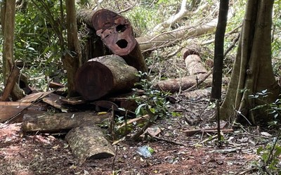 Gia Lai: Tạm giữ 02 đối tượng khai thác gỗ trái phép