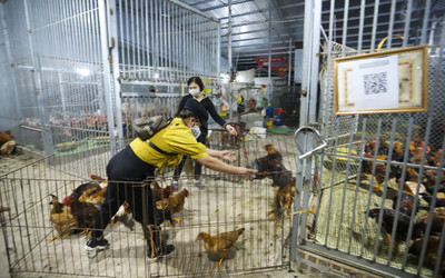 Bắc Giang: Cận cảnh chợ gà đêm Liên Sơn và mong mỏi về một “nơi ở mới”