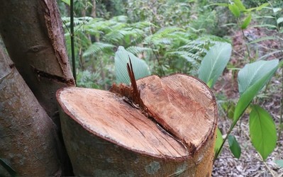 Xử lý tình trạng phá rừng ở Khu bảo tồn thiên nhiên Bắc Hướng Hóa