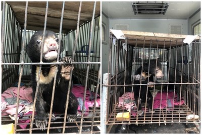 Nuôi nhốt gấu con trái phép ở Lai Châu: Mỗi đối tượng nhận án 1 năm tù